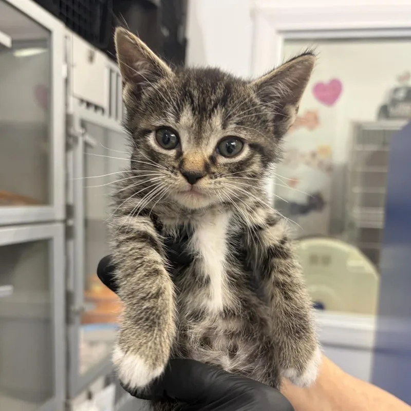 Half Baked thumbnail 3