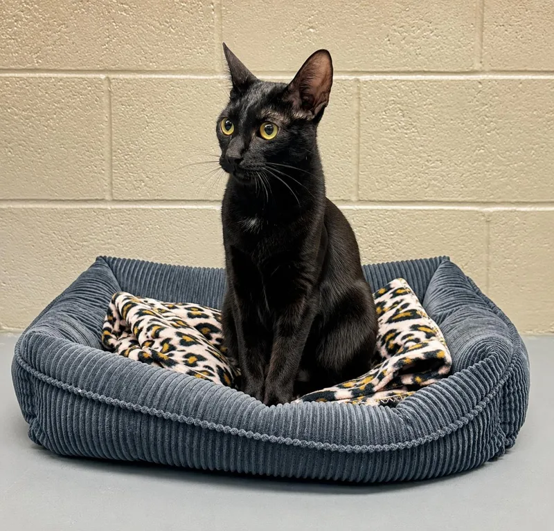 An adult medium-sized female Black Domestic Short Hair cat named Malaysia for adoption in Friendswood, TX