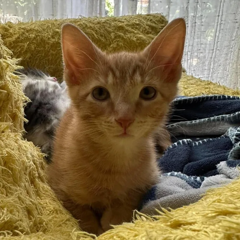 A baby small-sized male Orange & White Domestic Short Hair cat named Cubbie Bear for adoption in Chicago, IL