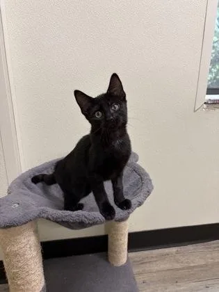 A young medium-sized female American Shorthair cat named Mary for adoption in Cashiers, NC