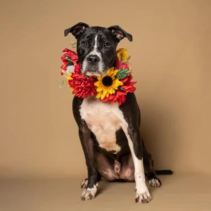 An adult large-sized male Mixed Breed dog named Burnt Cheese for adoption in Atlanta, GA