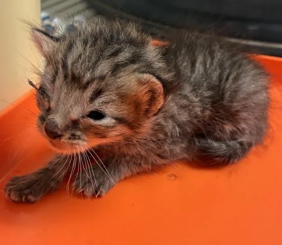 A baby small-sized male Domestic Short Hair cat named Squeeky for adoption in Bakersfield, CA