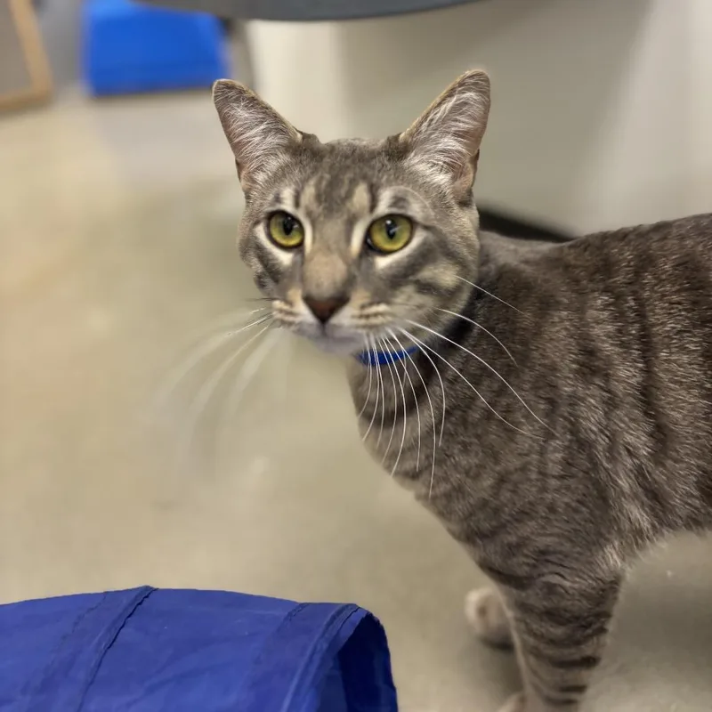 An adult medium-sized male Gray / Blue / Silver Domestic Short Hair cat named Tobias for adoption in Auburn, AL