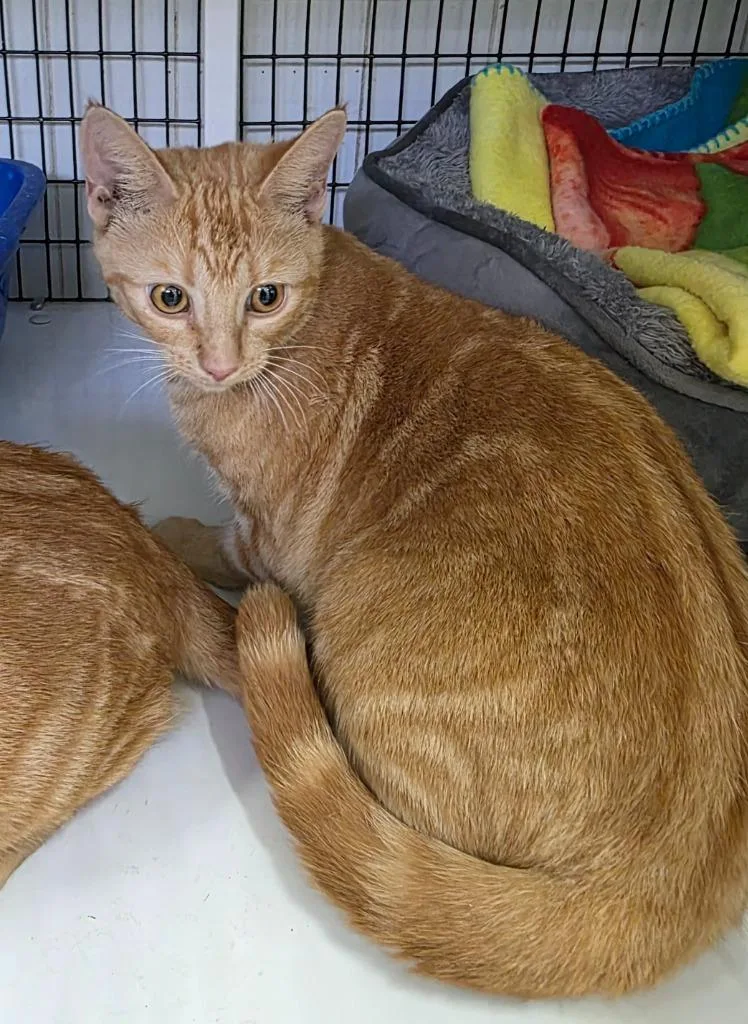 A young medium-sized female Domestic Short Hair cat named Carrot for adoption in Ewing, NJ