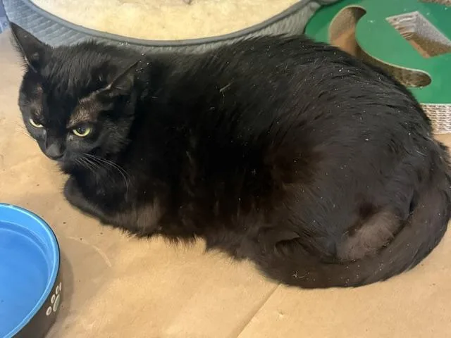 A young large-sized female Black Domestic Short Hair cat named Minnie And Monty for adoption in Jackson, CA