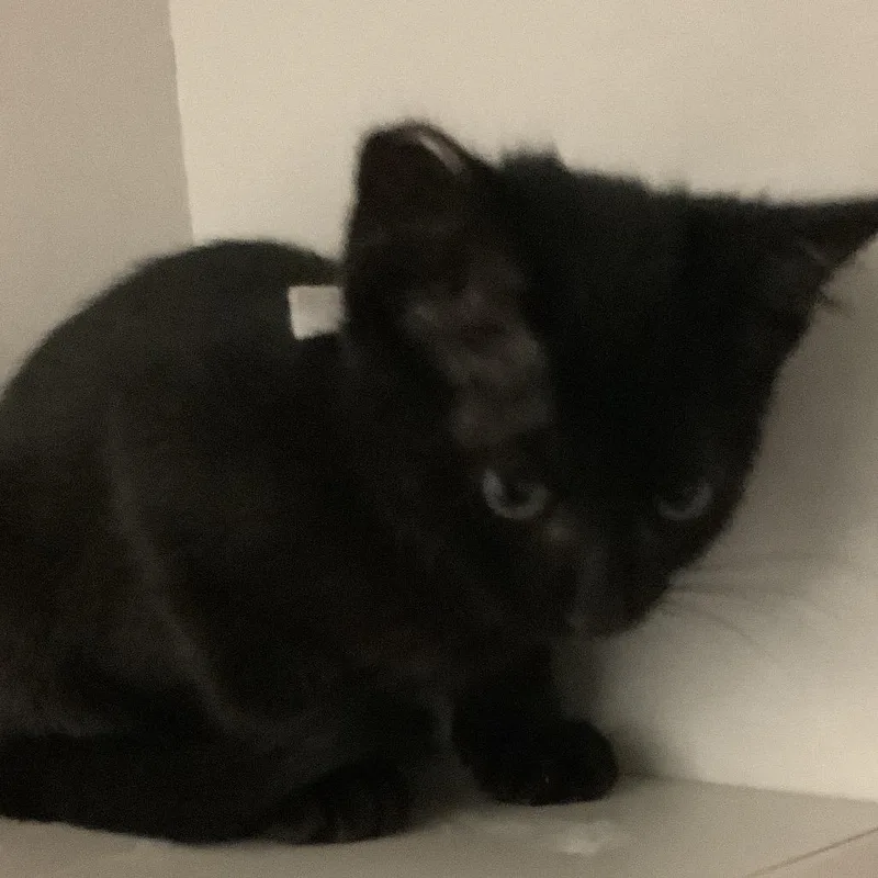 A baby small-sized female Black Domestic Short Hair cat named Earth for adoption in Redwood City, CA