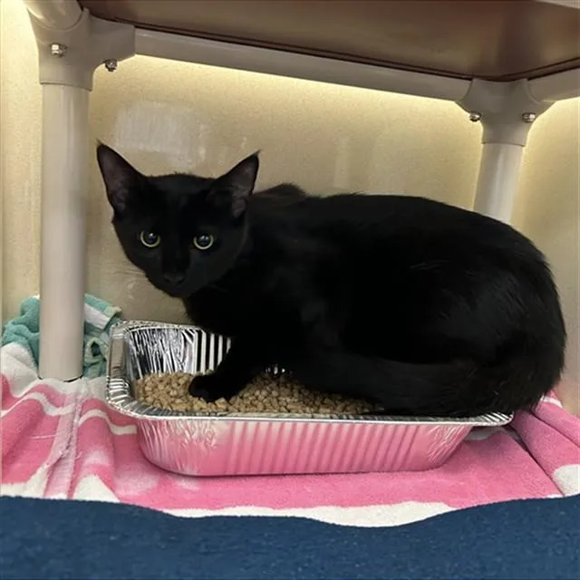 A young large-sized male Domestic Short Hair cat named Peppy for adoption in Lincolnton, NC