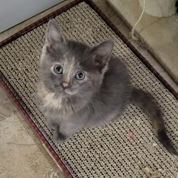 A baby small-sized female Domestic Short Hair cat named Sweet Dumpling for adoption in Brookfield, WI
