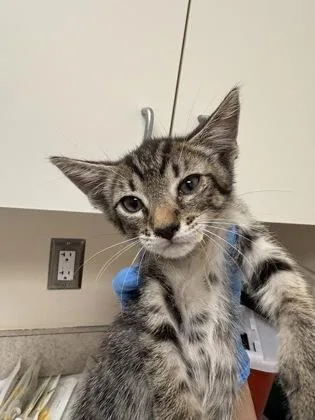 A baby small-sized male Domestic Short Hair cat named Soulja Boy for adoption in Palm Coast, FL