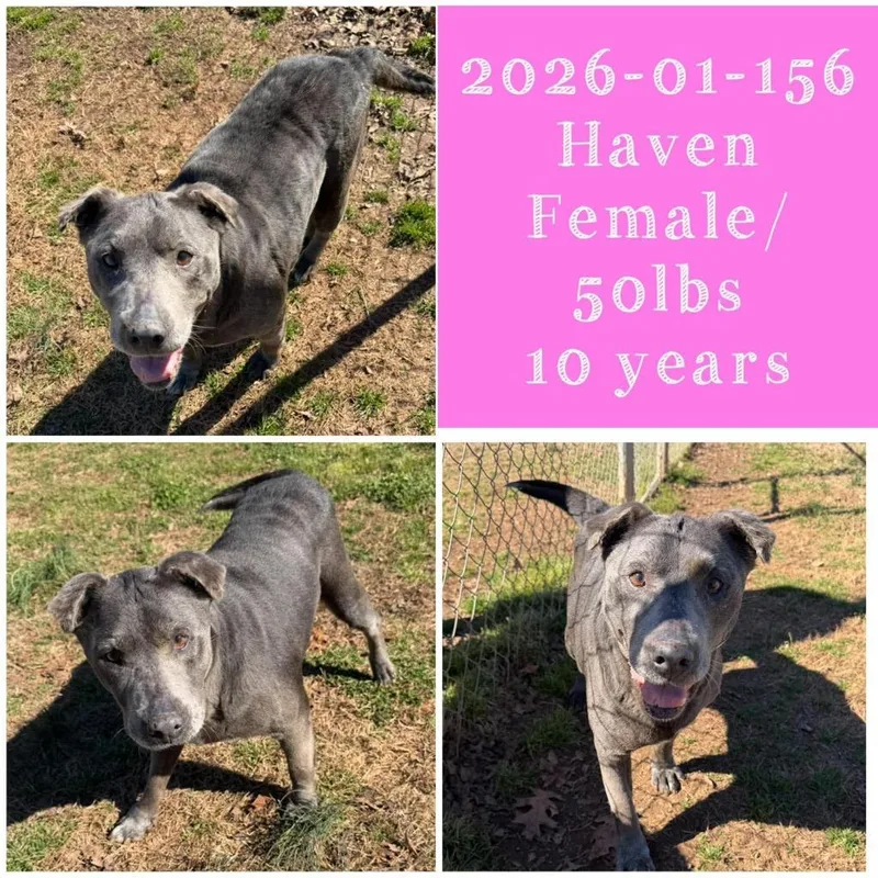 A senior medium-sized female Pit Bull Terrier dog named Haven for adoption in Winder, GA