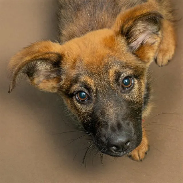 A young small-sized female German Shepherd Dog dog named Nani for adoption in St. Louis, MO