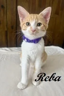 A baby medium-sized female Tabby (Orange / Red) Tabby cat named Reba for adoption in Southern Pines, NC