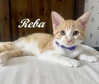 Reba thumbnail 3