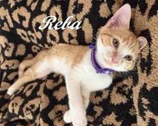 Reba thumbnail 4