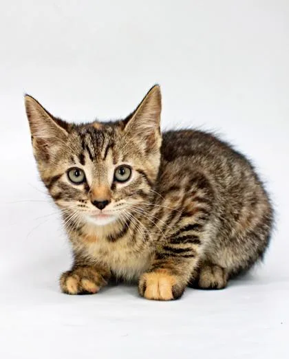 A baby small-sized female Domestic Short Hair cat named Hermione for adoption in Morton Grove, IL