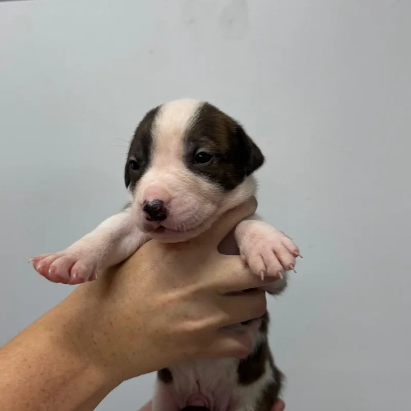 A baby small-sized male Pit Bull Terrier dog named Ryder for adoption in Fulton, MO