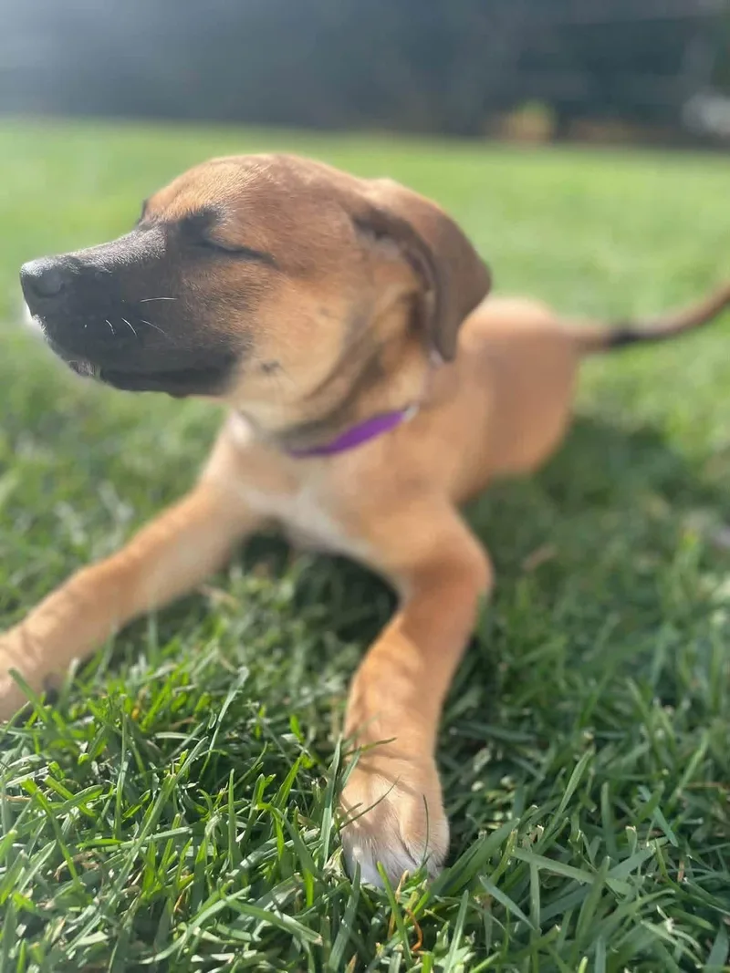A baby large-sized female Terrier dog named Nobie for adoption in New London, WI