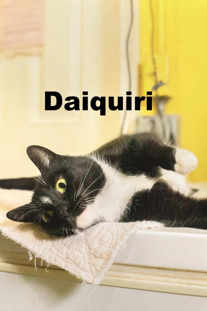 Daiquiri