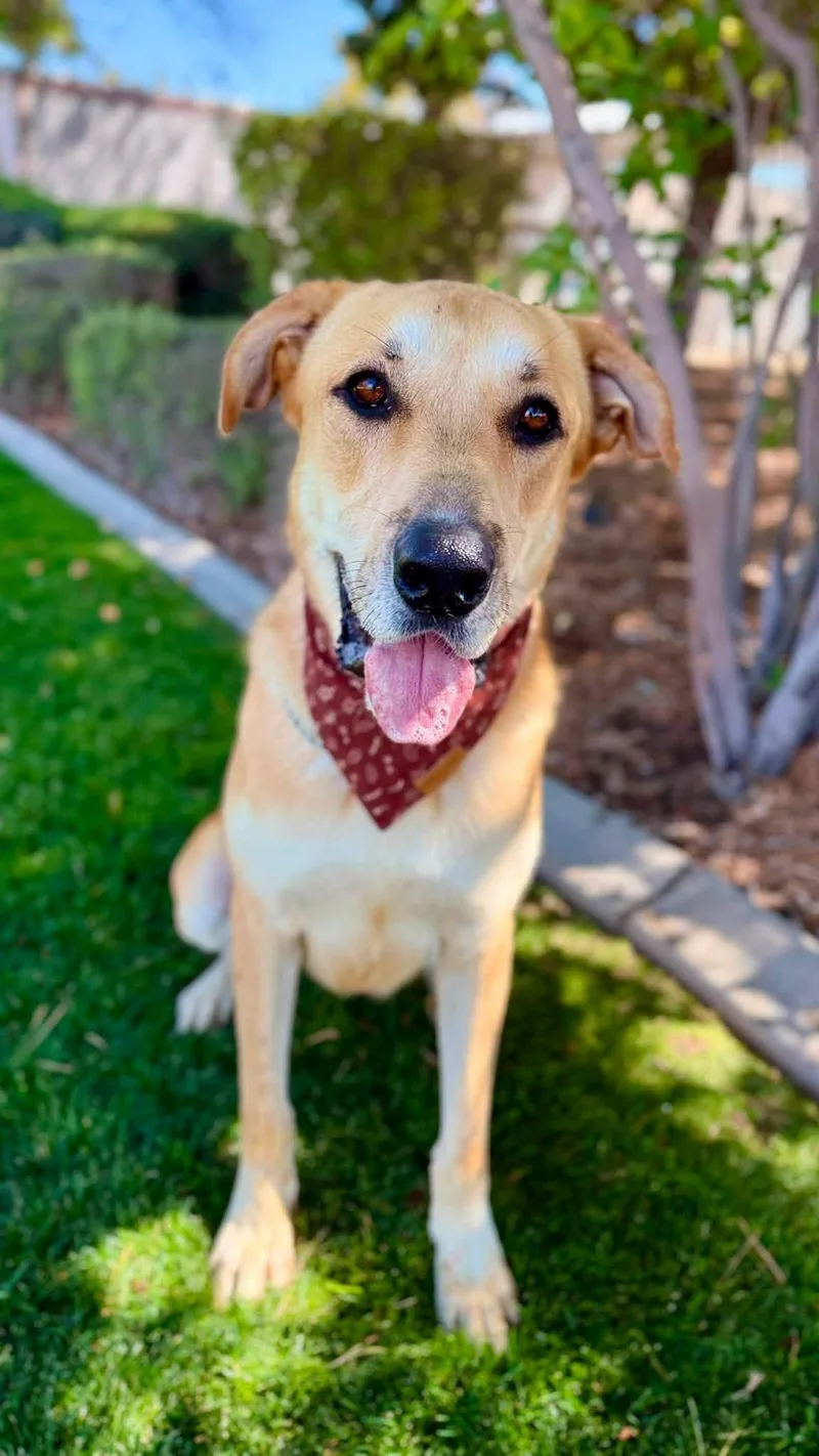 An adult large-sized male Yellow / Tan / Blond / Fawn Great Pyrenees dog named Lago for adoption in Gardnerville, NV