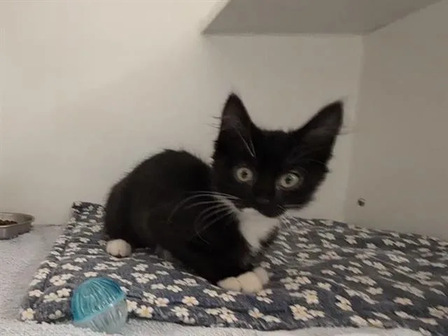 A baby small-sized female Domestic Short Hair cat named Cleo for adoption in Kent, WA