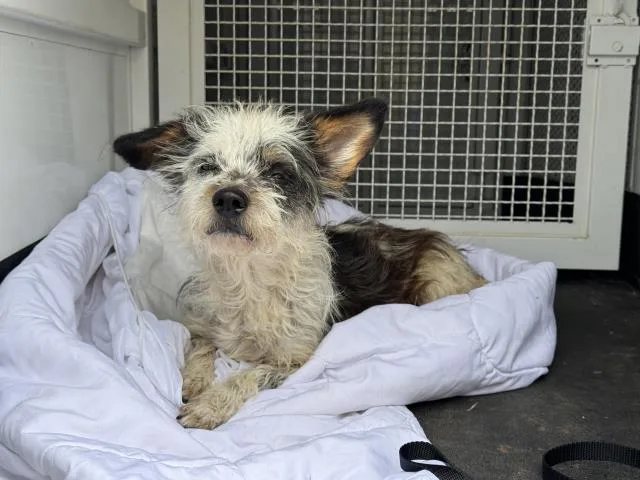 A young small-sized male Terrier dog named Fido for adoption in Riverside, CA