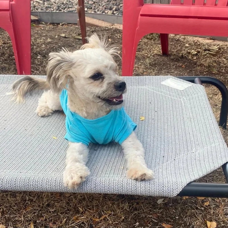 A young small-sized male Shih Tzu dog named Scout for adoption in Boulder, CO