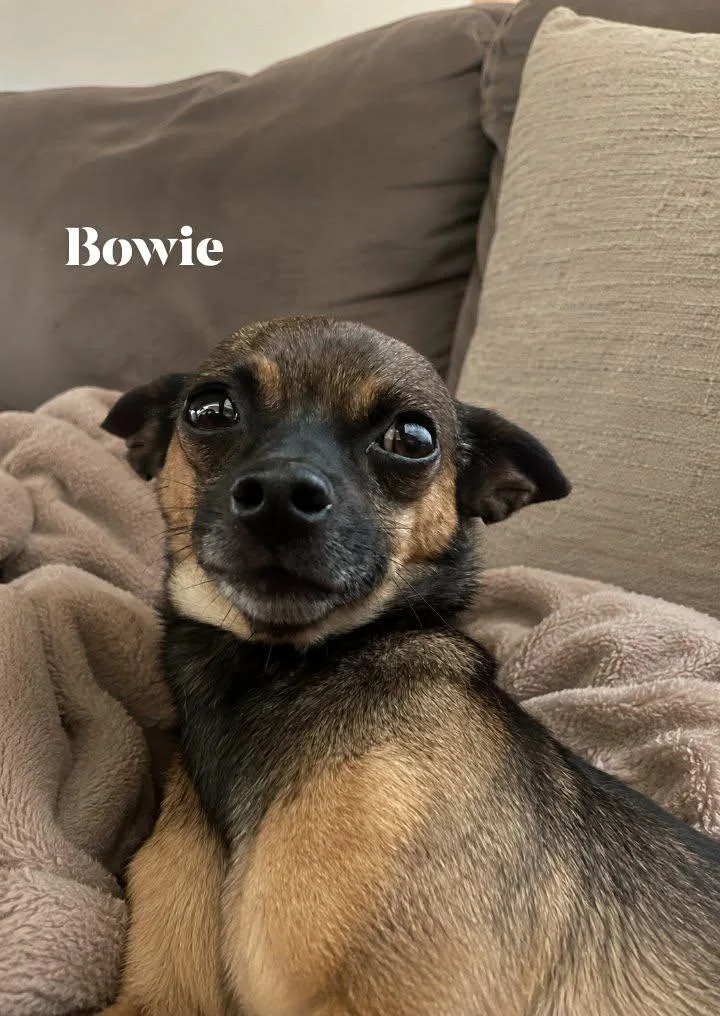 An adult small-sized male Chihuahua dog named Bowie for adoption in Winter haven, FL