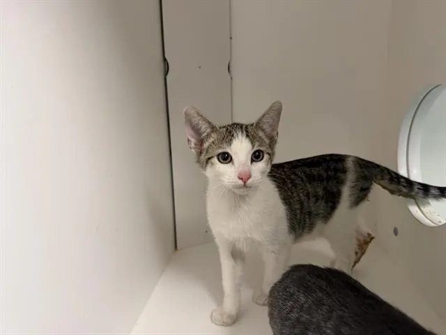 A baby small-sized male Domestic Short Hair cat named Carl for adoption in Ontario, CA