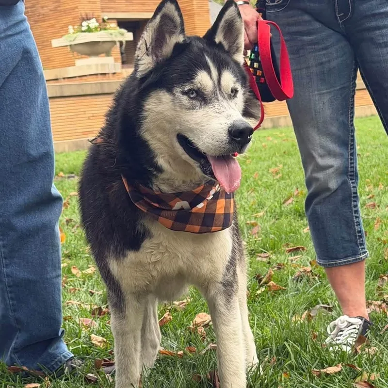 A young medium-sized male Black Husky dog named Guyliner for adoption in Buffalo, NY