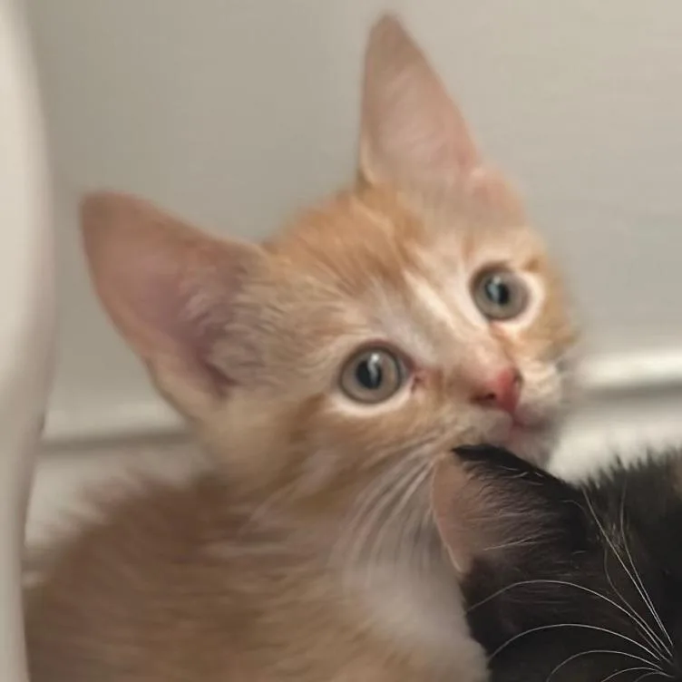 A baby small-sized female Domestic Short Hair cat named Hera for adoption in Brownsboro, AL