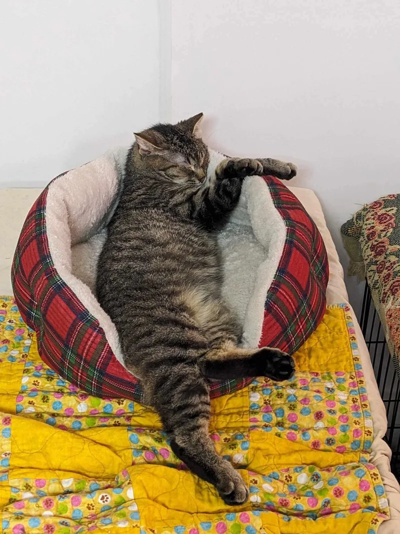 Pop & Sweet D thumbnail 2