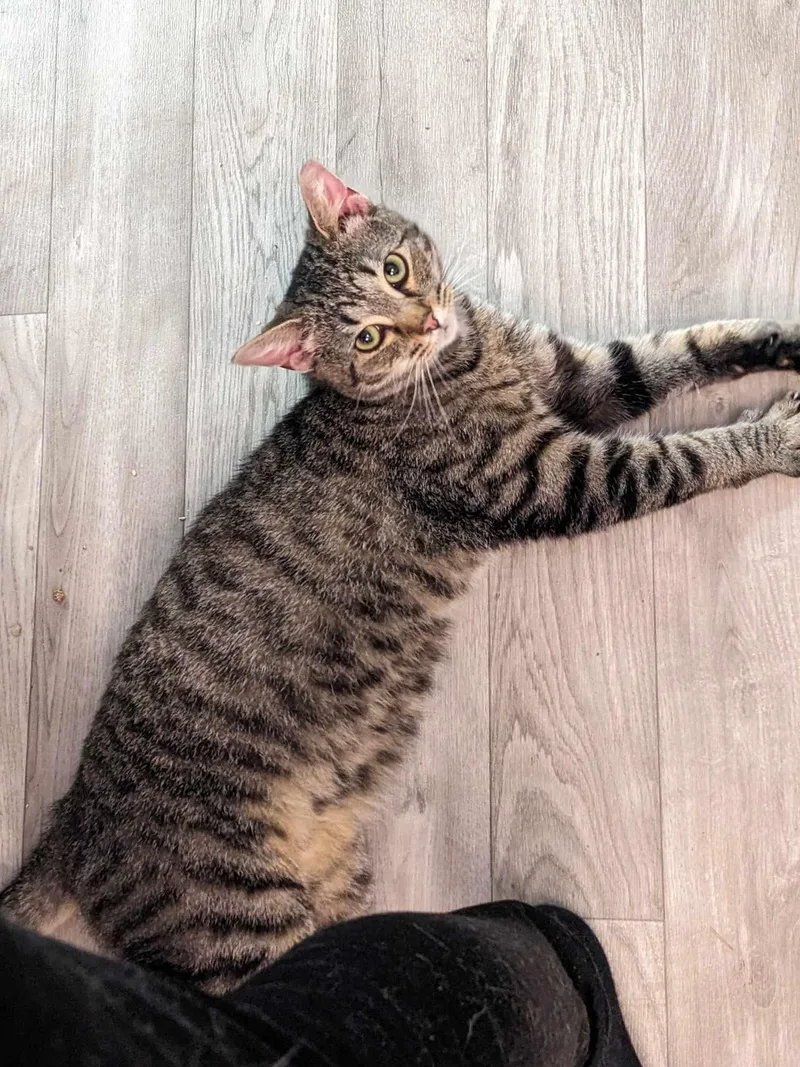 Pop & Sweet D thumbnail 3