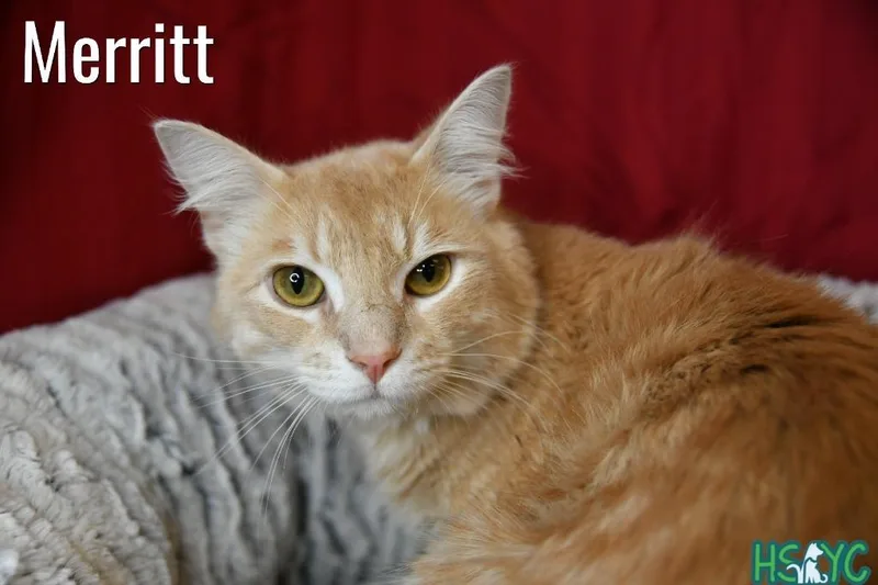 A young medium-sized male Domestic Short Hair cat named Merritt for adoption in Fort Mill, SC
