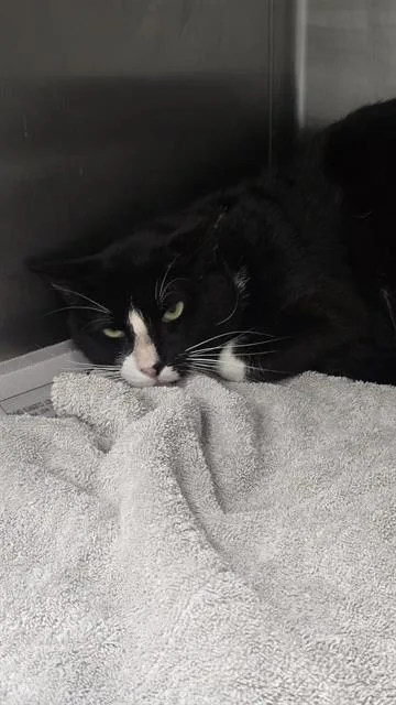 An adult large-sized male Domestic Short Hair cat named Mr. B for adoption in San Antonio, TX