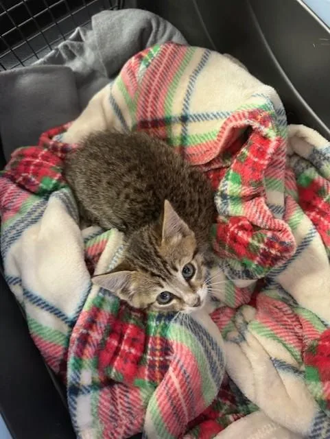 A baby small-sized male Domestic Short Hair cat named Jumanji for adoption in Fort Walton Beach, FL