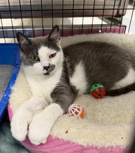 An adult medium-sized female Domestic Short Hair cat named Honey for adoption in Webster, MA