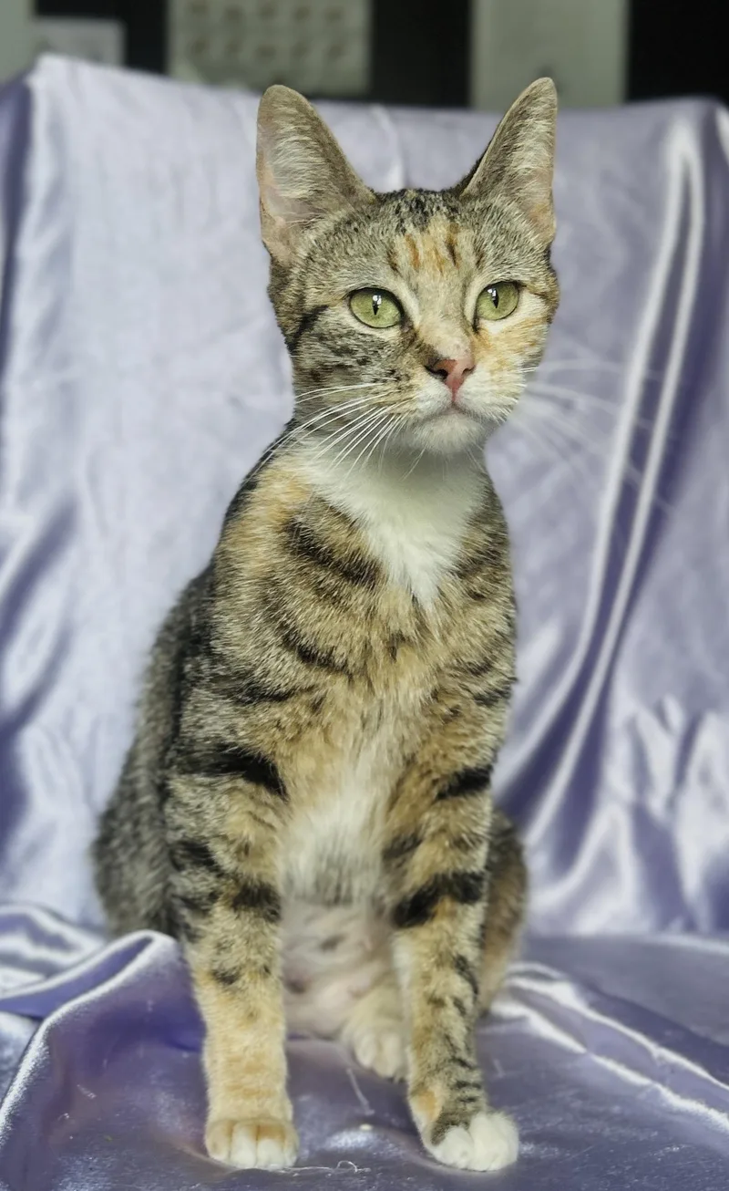 A young medium-sized female Tabby (Brown / Chocolate) Domestic Short Hair cat named Mittens for adoption in Rowland Heights, CA