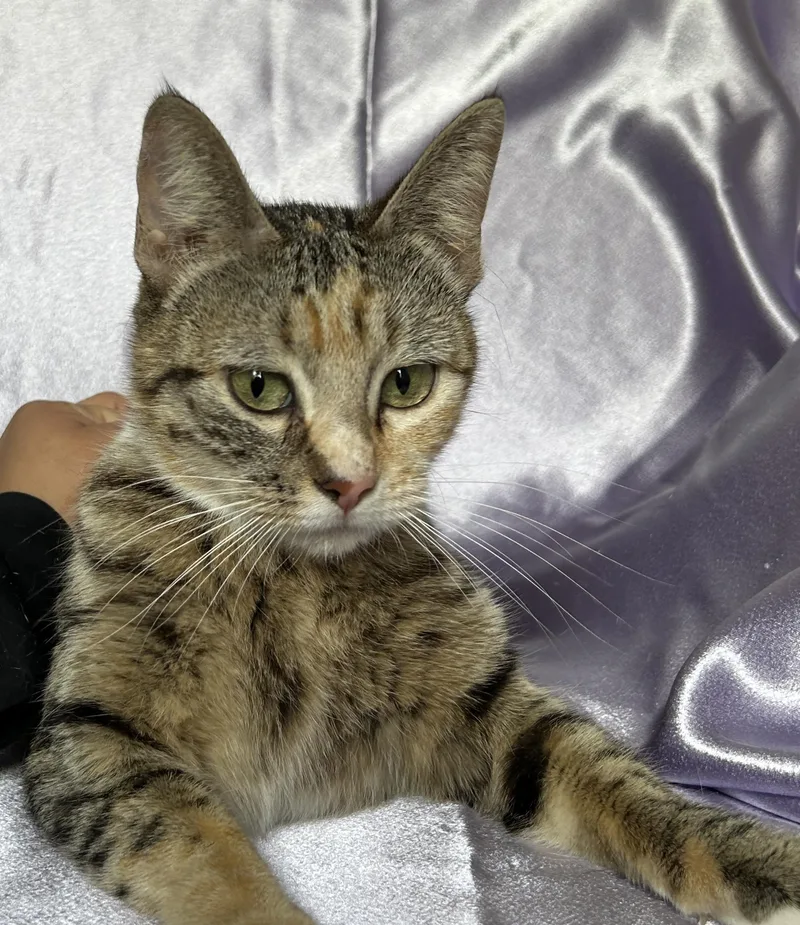 Mittens thumbnail 4