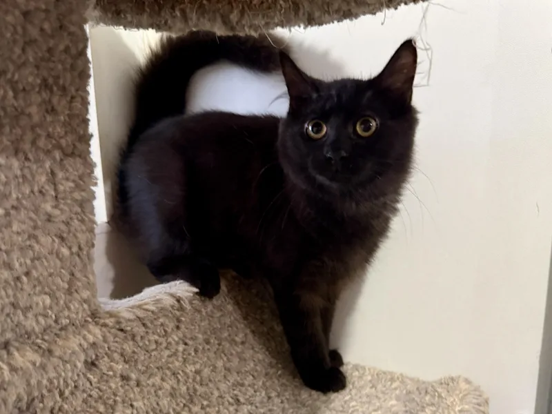 A young small-sized female Black Domestic Medium Hair cat named Munchkin for adoption in Ashland, OH