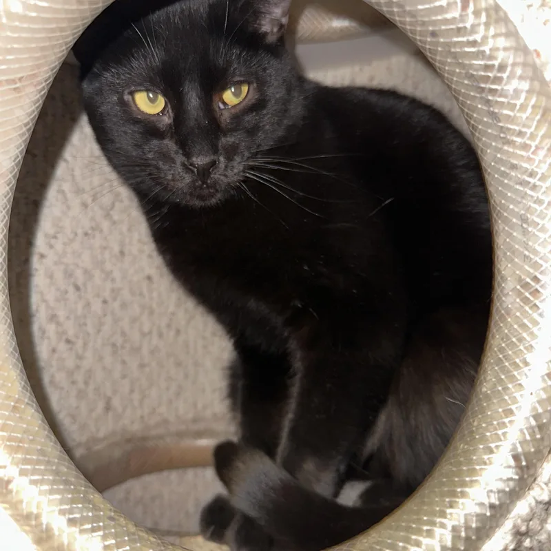 Nightshade thumbnail 2