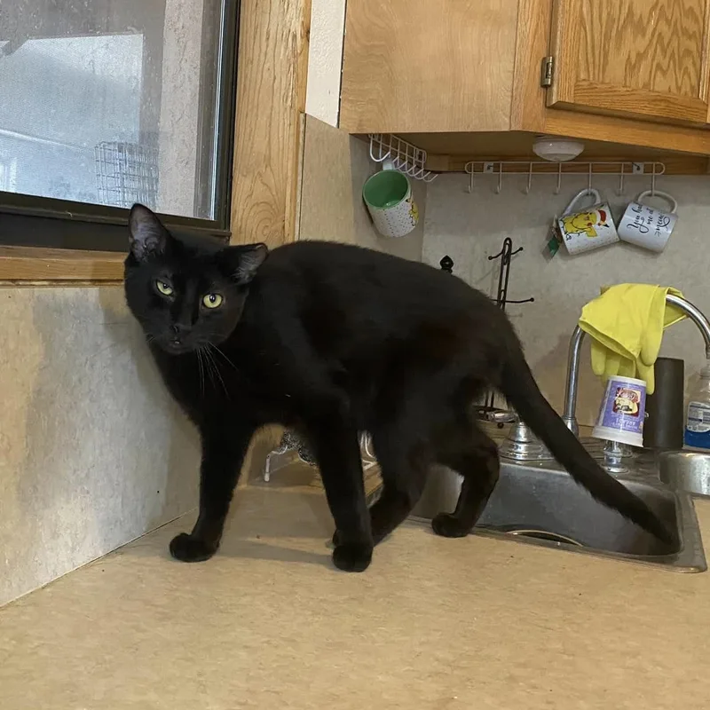 Nightshade thumbnail 3