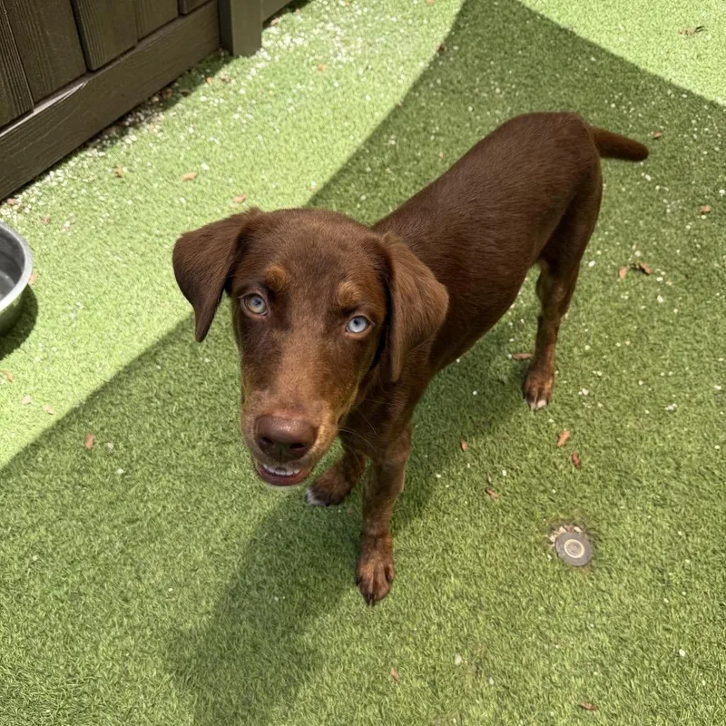 A young medium-sized female Doberman Pinscher dog named Aubrey Kate for adoption in LOXAHATCHEE, FL