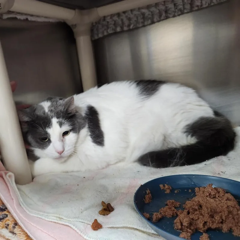 An adult extra large-sized female White Domestic Short Hair cat named Reba for adoption in Grand Rapids, MI