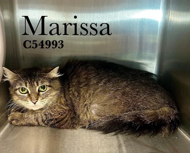 Marissa