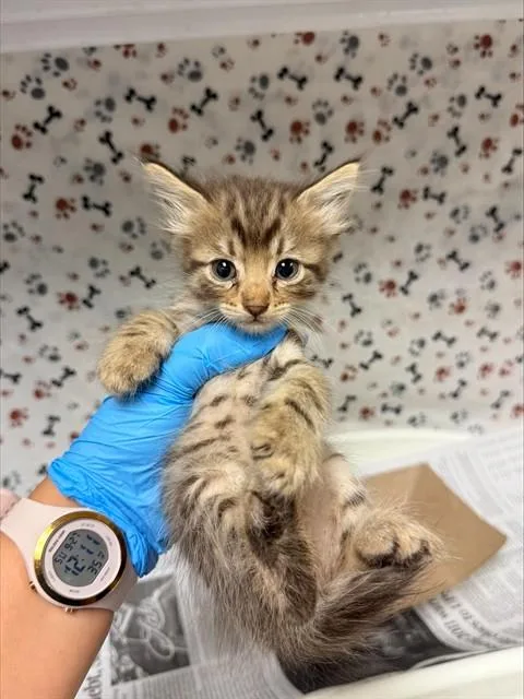 A baby small-sized male Domestic Short Hair cat named Pewter for adoption in Riverside, CA
