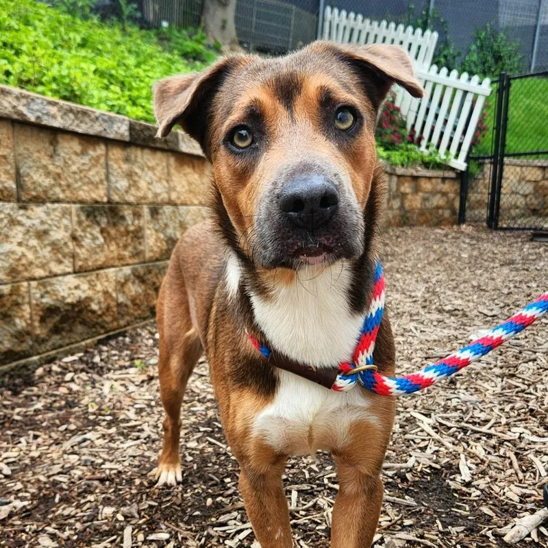 An adult medium-sized female Brown / Chocolate Mixed Breed dog named Bella for adoption in Falls Church, VA