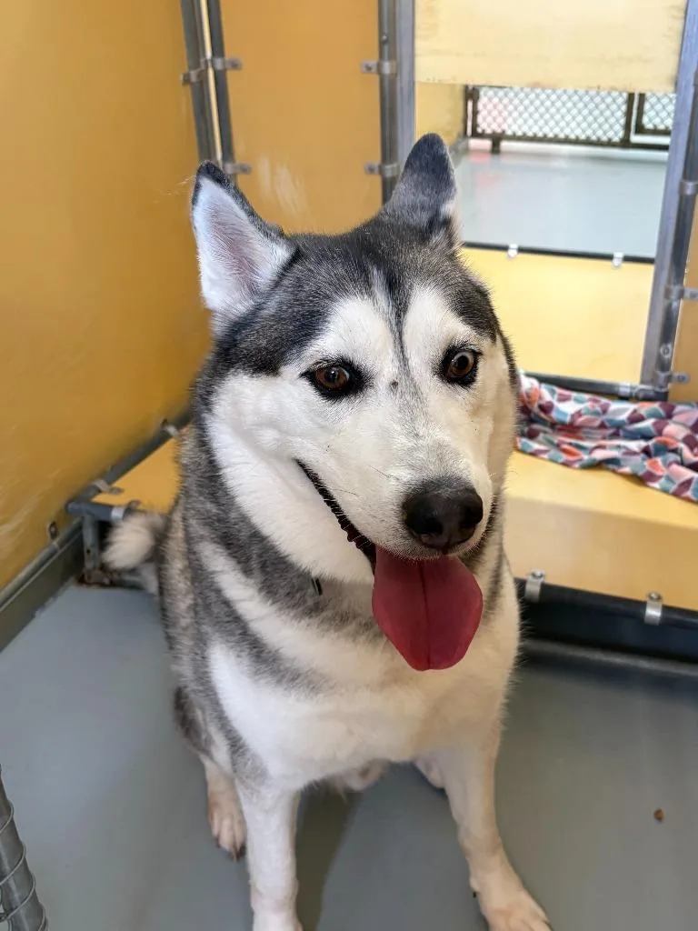 An adult medium-sized male Husky dog named Tazz for adoption in Culpeper, VA