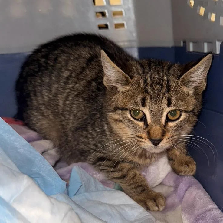 A young small-sized female Gray / Blue / Silver Domestic Short Hair cat named Jasmine for adoption in Brooklyn, NY