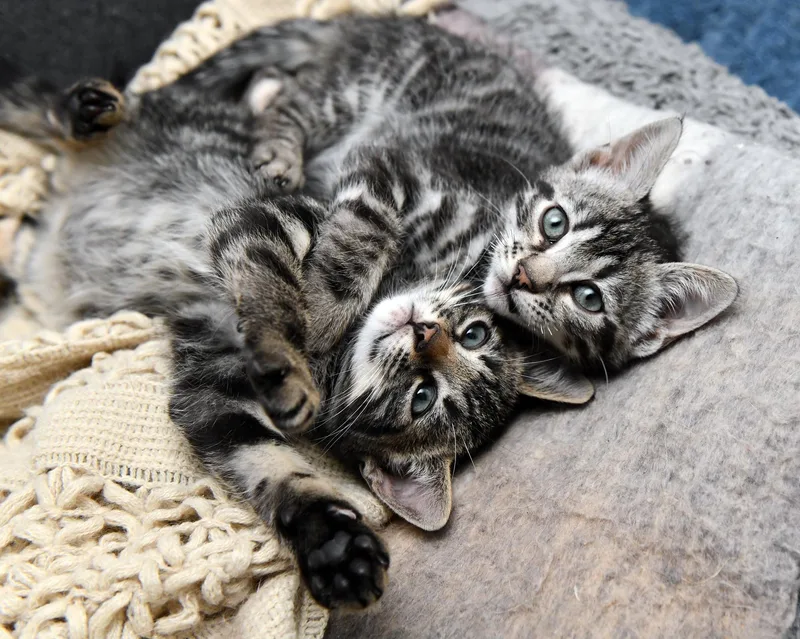 Le Tigre And Blue thumbnail 2