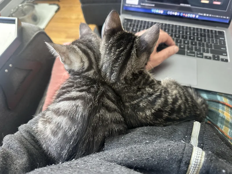 Le Tigre And Blue thumbnail 3